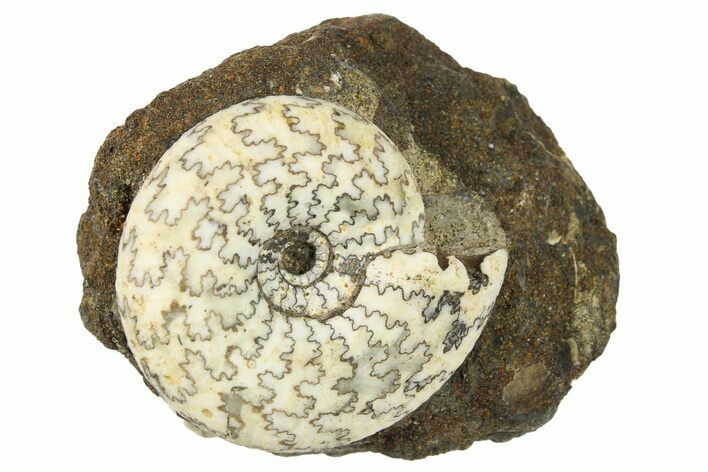 Jurassic Ammonite (Craspedites) Fossil - Russia #262527